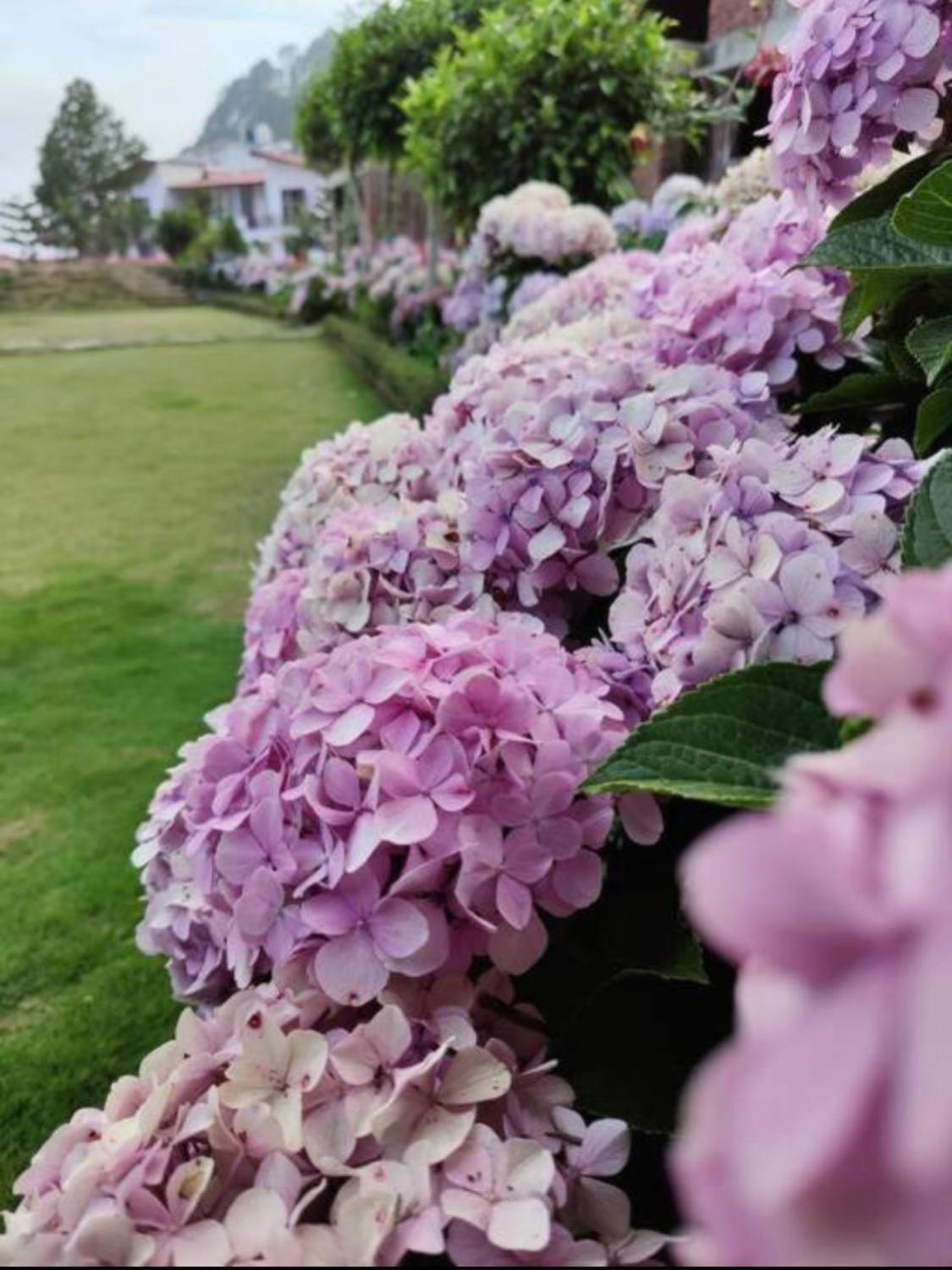 Kafal Tree Home Stay - Pet Friendly Bhowali Ngoại thất bức ảnh
